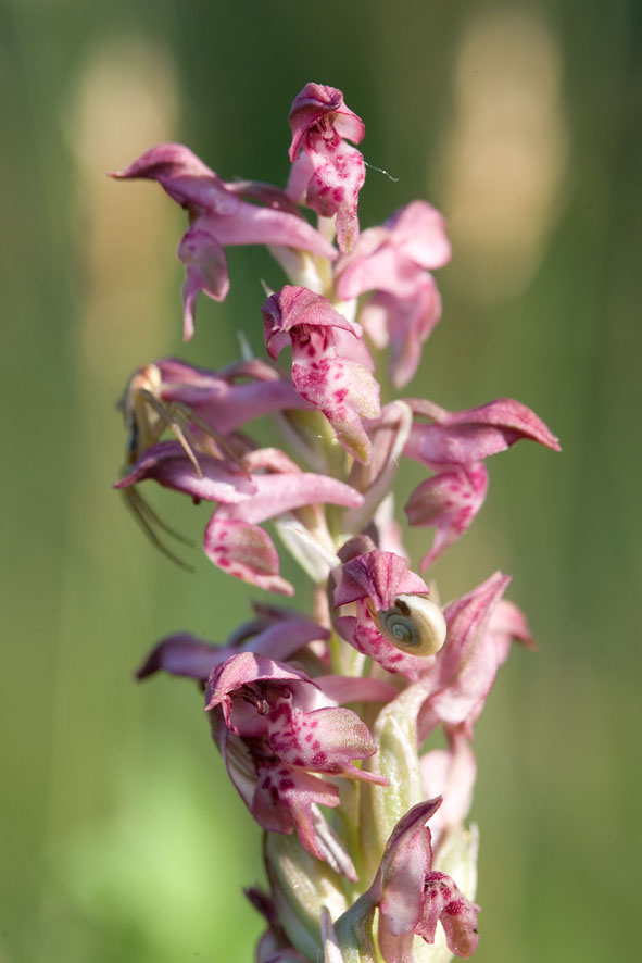 Orchis coriophora